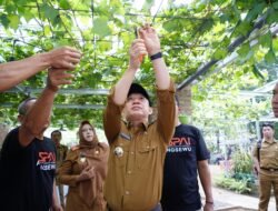 PJ.Bupati Pringsewu Marindo Dorong Pengembangan Budidaya Anggur